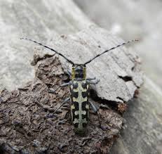 Attēlu rezultāti vaicājumam “Saperda scalaris”