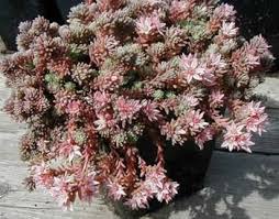 Attēlu rezultāti vaicājumam “Sedum hispanicum fruit”