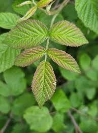 Attēlu rezultāti vaicājumam “Rubus idaeus leaf”