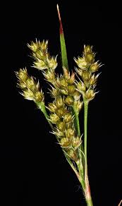 Attēlu rezultāti vaicājumam “Comatricha laxa”