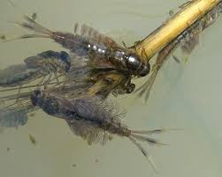 Attēlu rezultāti vaicājumam “Siphlonurus”