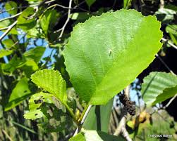Attēlu rezultāti vaicājumam “Physarum diderma”