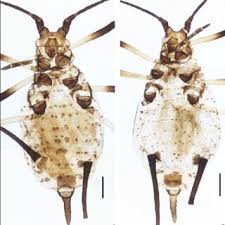 Attēlu rezultāti vaicājumam “Uroleucon hypochoeridis”