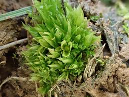 Attēlu rezultāti vaicājumam “Acaulon muticum sporophyte”