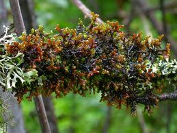 Attēlu rezultāti vaicājumam “Jungermanniopsida”