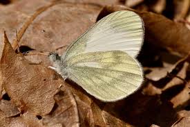 Attēlu rezultāti vaicājumam “Leptidea sinapis underside”