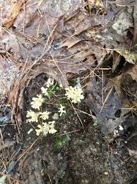 Attēlu rezultāti vaicājumam “Tremellodendropsis tuberosa”