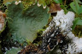 Attēlu rezultāti vaicājumam “Peltigera aphthosa”