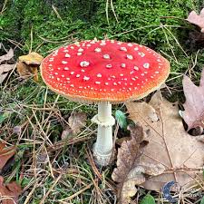 Image result for vliegenzwam