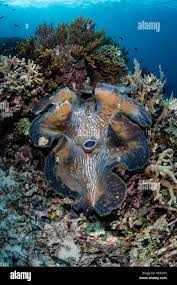 Image result for tridacna