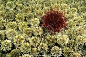 Image result for Strongylocentrotus droebachiensis