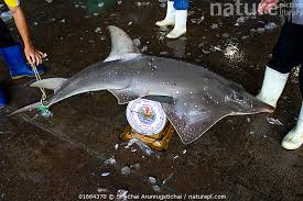 Image result for Rhynchobatus australiae