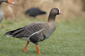 Attēlu rezultāti vaicājumam “Anser anser adult”