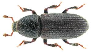 Attēlu rezultāti vaicājumam “Hylastes sp.”