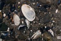 Attēlu rezultāti vaicājumam “Mya arenaria”