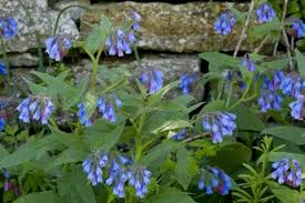 Attēlu rezultāti vaicājumam “Symphytum asperum”