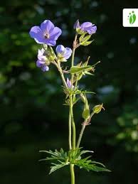 Attēlu rezultāti vaicājumam “Geranium pratense leaf”