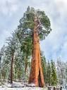 Sequoiadendron giganteum 50 Seeds Giant Sequoia Redwood Tree ...