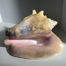 Image result for Aliger gigas