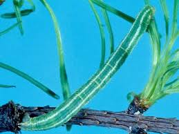 Attēlu rezultāti vaicājumam “Dysstroma truncata”