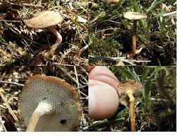 Attēlu rezultāti vaicājumam “Polyporus brumalis”