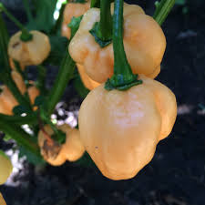 Afbeeldingsresultaat voor peach habanero hot pepper