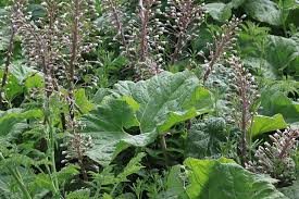 Image result for Petasites officinalis