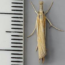 Attēlu rezultāti vaicājumam “Agriphila selasella”