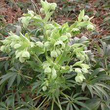 Image result for Helleborus foetidus