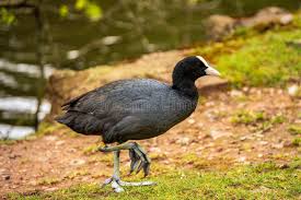 Attēlu rezultāti vaicājumam “Fulica atra”