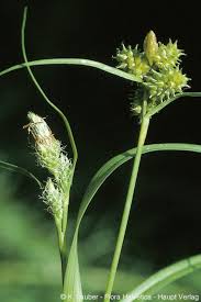 Attēlu rezultāti vaicājumam “Carex viridula”