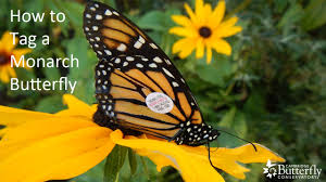 Image result for Cambridge Monarchs