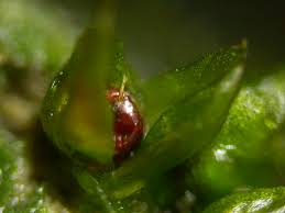 Attēlu rezultāti vaicājumam “Acaulon muticum”