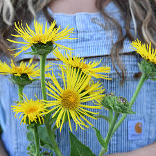 Attēlu rezultāti vaicājumam “Inula helenium flower”