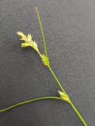 Attēlu rezultāti vaicājumam “Carex remota leaf”