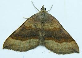 Attēlu rezultāti vaicājumam “Scotopteryx chenopodiata”