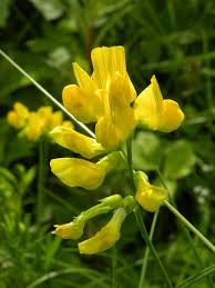 Attēlu rezultāti vaicājumam “Lathyrus pratensis flower”