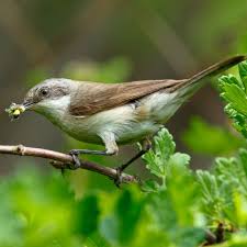 Attēlu rezultāti vaicājumam “Sylvia curruca adult”