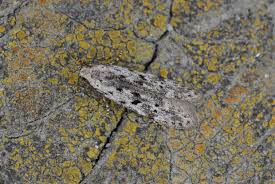 Attēlu rezultāti vaicājumam “Carpatolechia proximella”