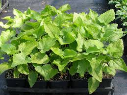 Attēlu rezultāti vaicājumam “Lunaria rediviva leaf”