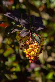 Attēlu rezultāti vaicājumam “Berberis thunbergii flower”