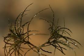 Attēlu rezultāti vaicājumam “Najas minor leaf”