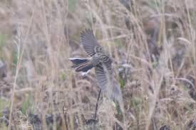 Image result for Emberiza pallasi