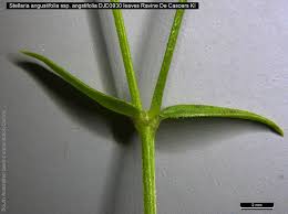 Attēlu rezultāti vaicājumam “Stellaria palustris leaf”