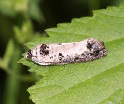 Attēlu rezultāti vaicājumam “Hedya salicella”