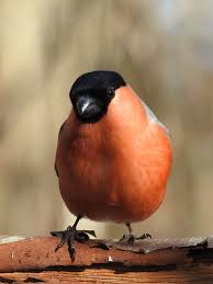 Attēlu rezultāti vaicājumam “Pyrrhula pyrrhula”