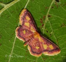 Attēlu rezultāti vaicājumam “Idaea muricata”