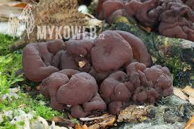 Attēlu rezultāti vaicājumam “Ascotremella faginea”