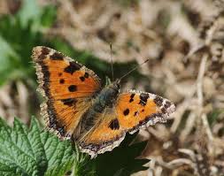Attēlu rezultāti vaicājumam “Nymphalis xanthomelas underside”