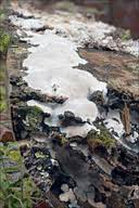 Attēlu rezultāti vaicājumam “Cinereomyces lindbladii”